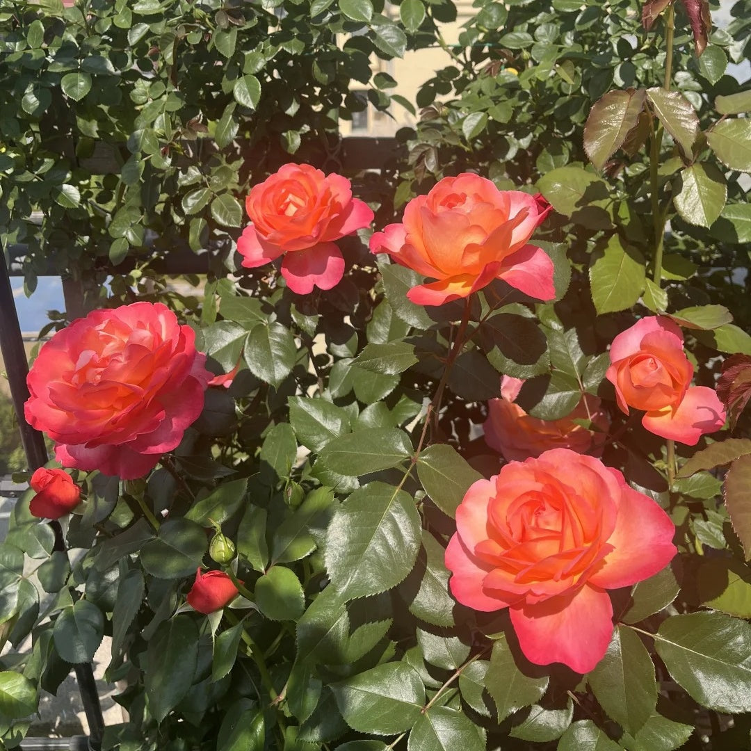 Jazz Festival Rose