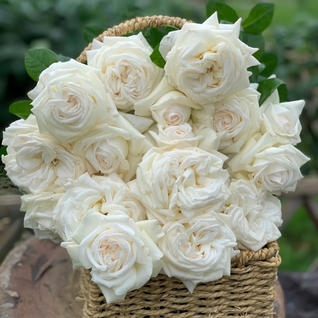 Jeanne Moreau Rose
