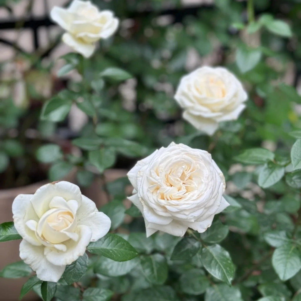 Jeanne Moreau Rose