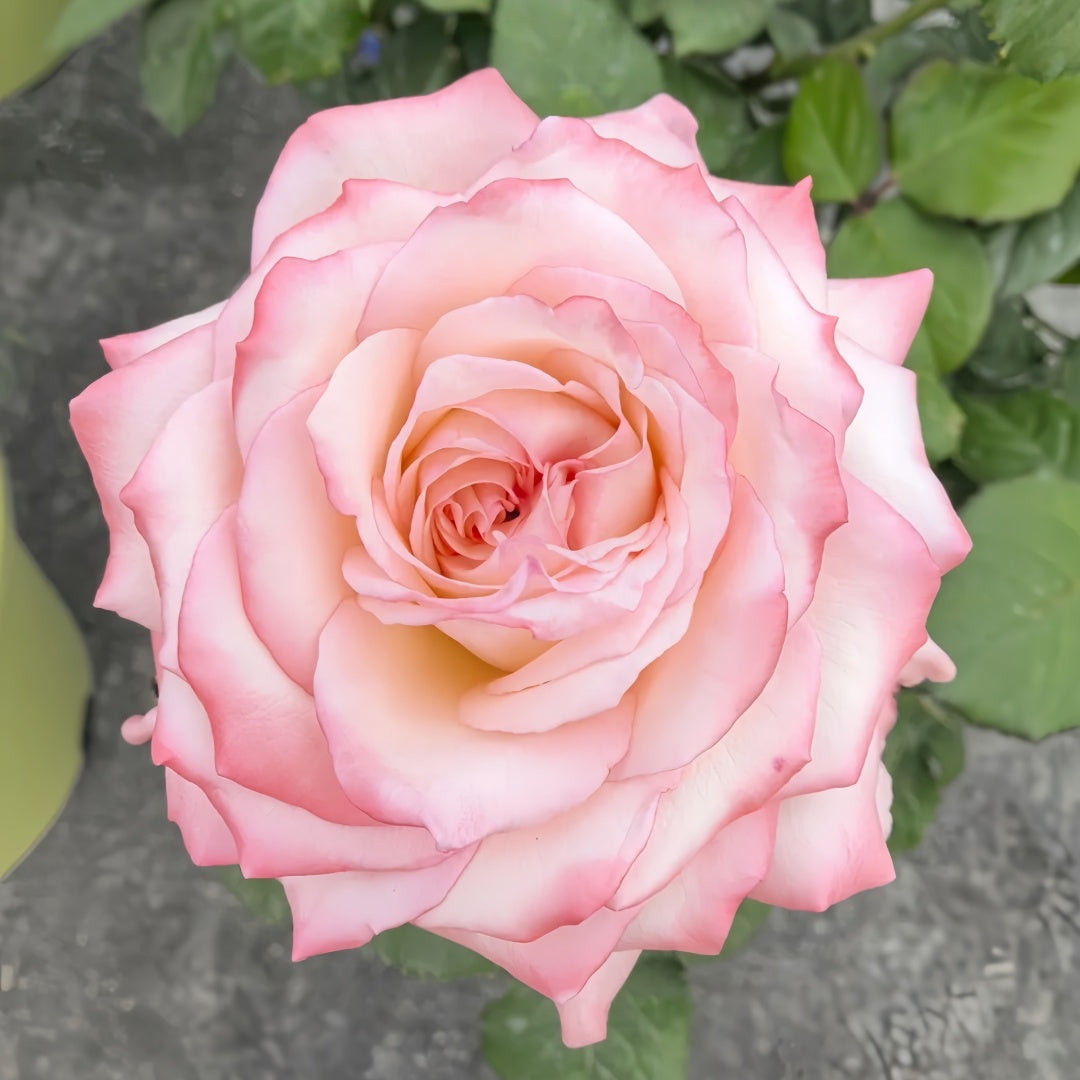 Joyce Rose