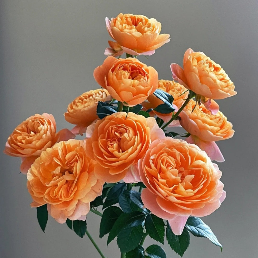 Juicy Terrazza Rose