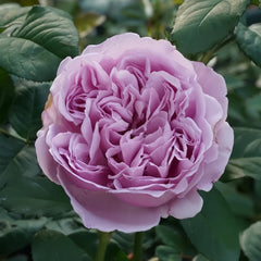 Karen Rose