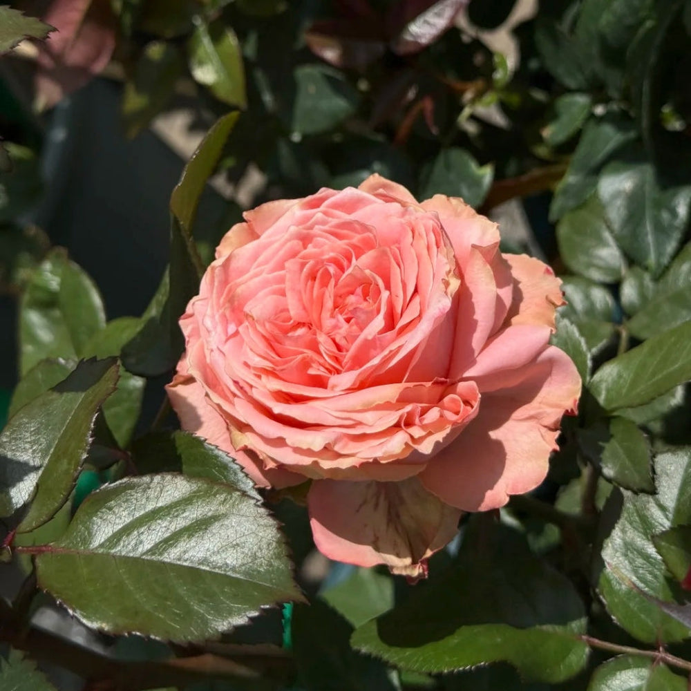 Kawa Rose