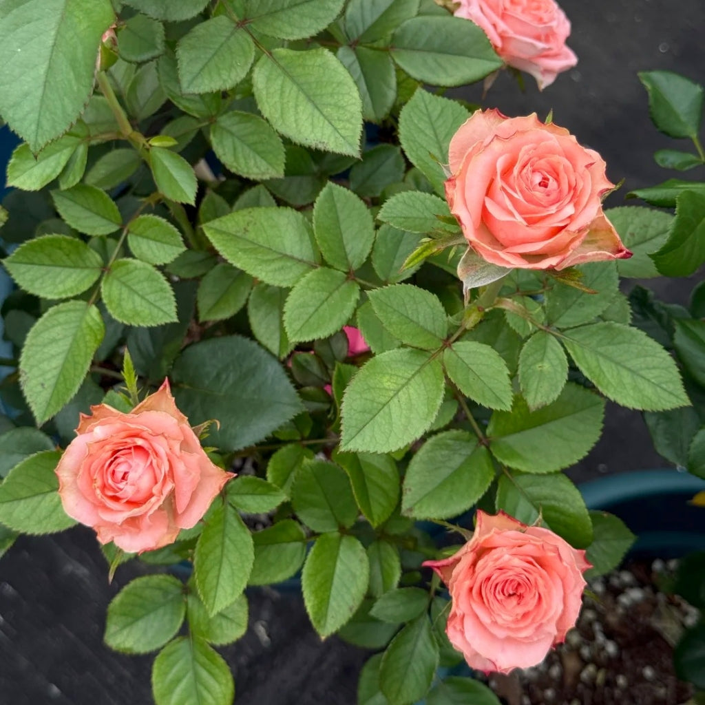 Kawa Rose