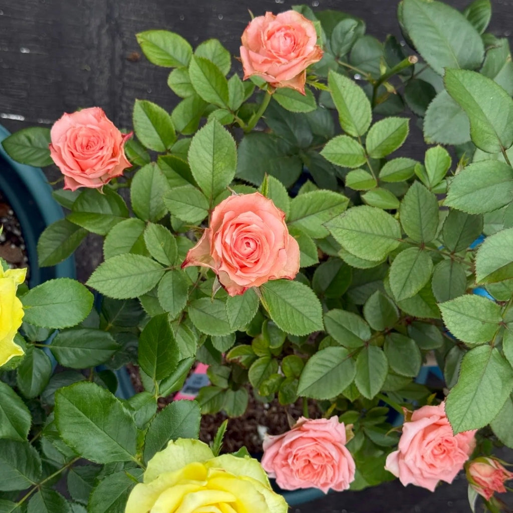 Kawa Rose