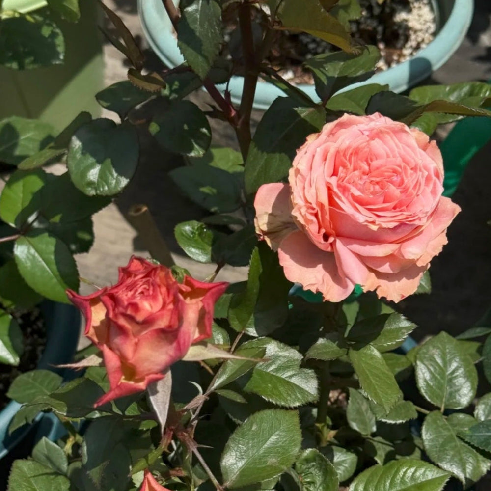 Kawa Rose