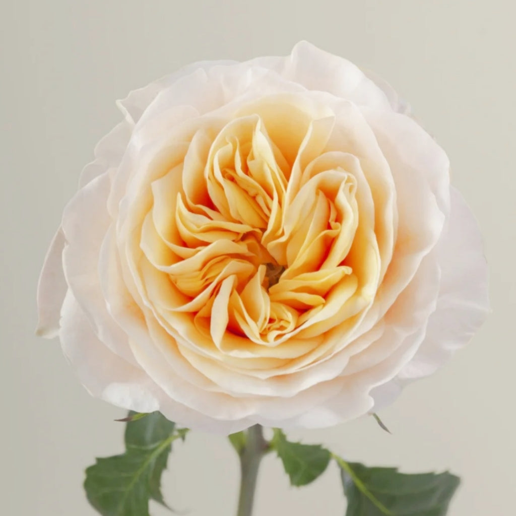 King's Cross Rose