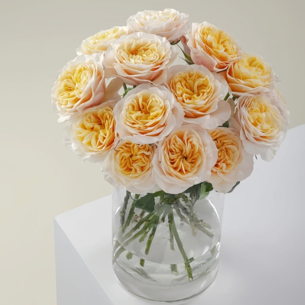 King's Cross Rose