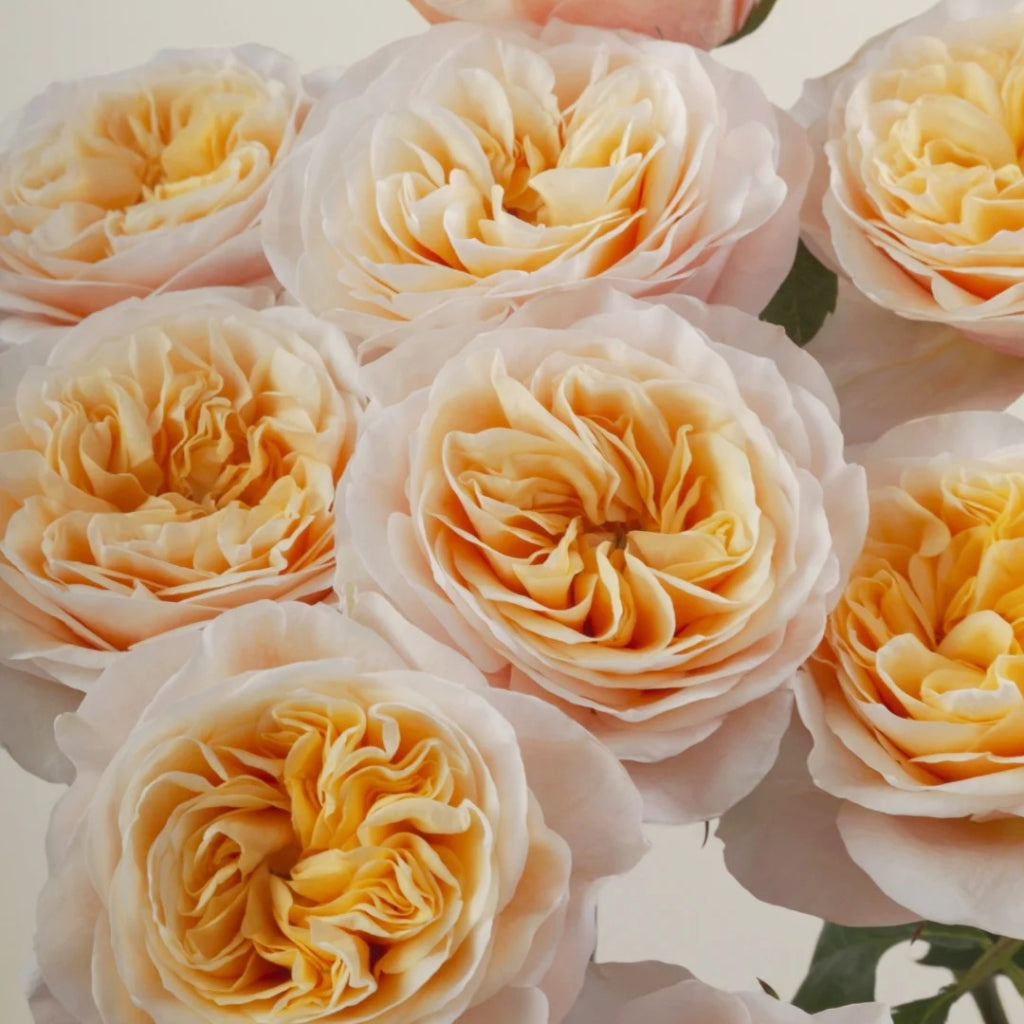 King's Cross Rose