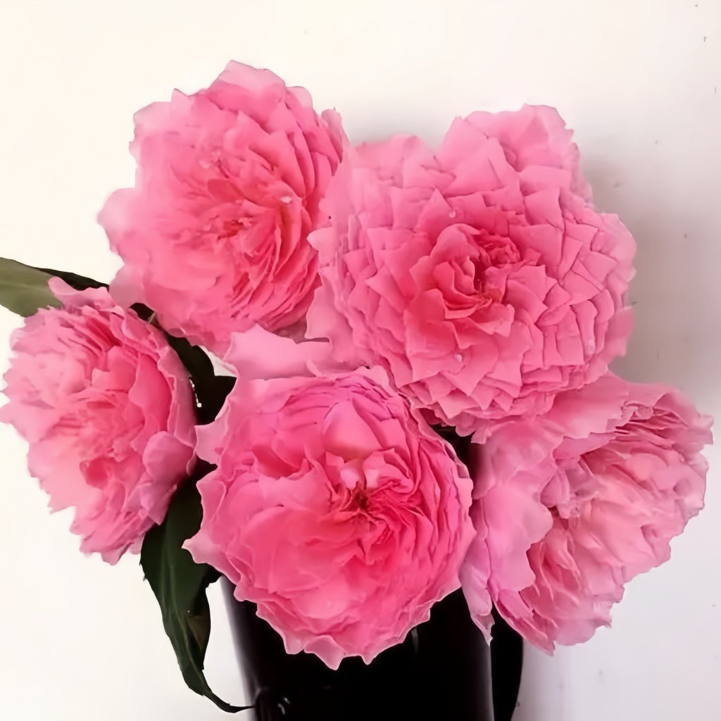 Koharu Rose