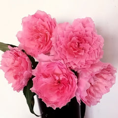 Koharu Rose