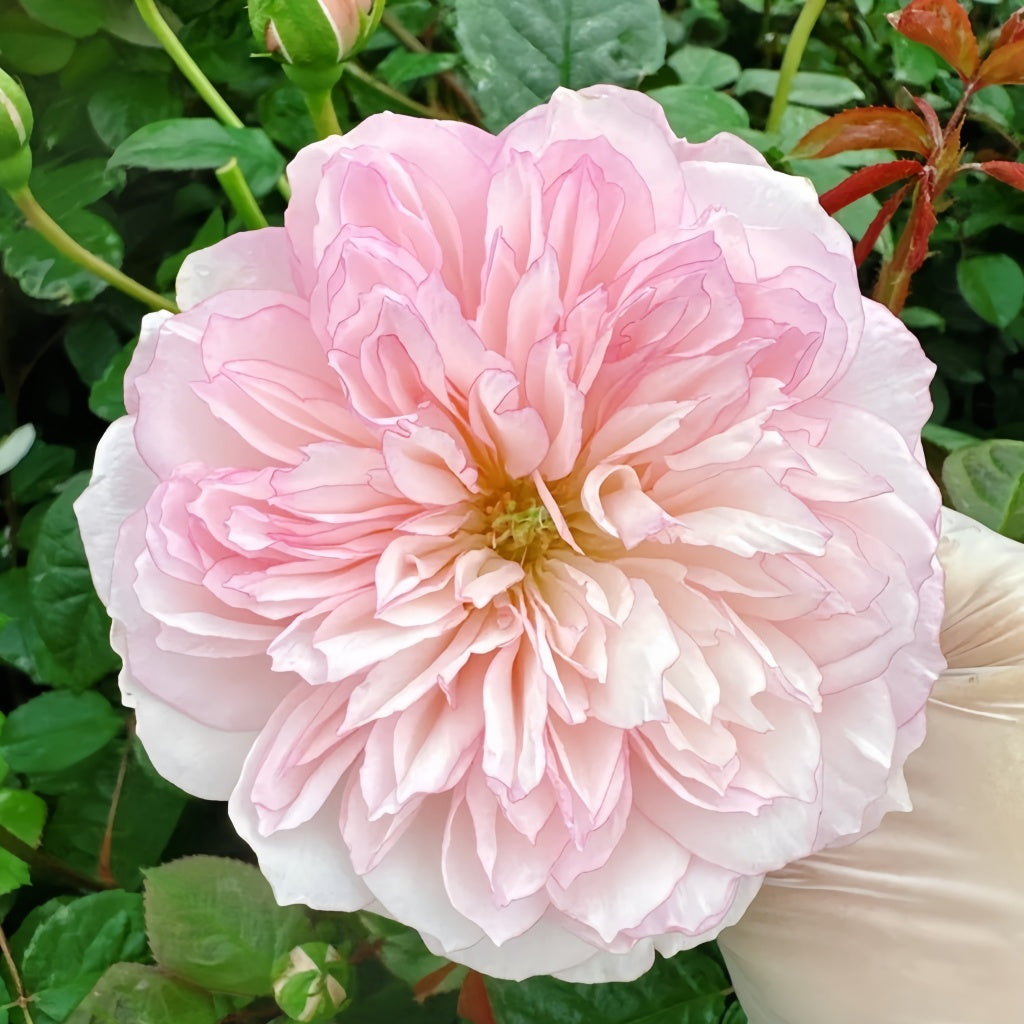 L'anamour Rose