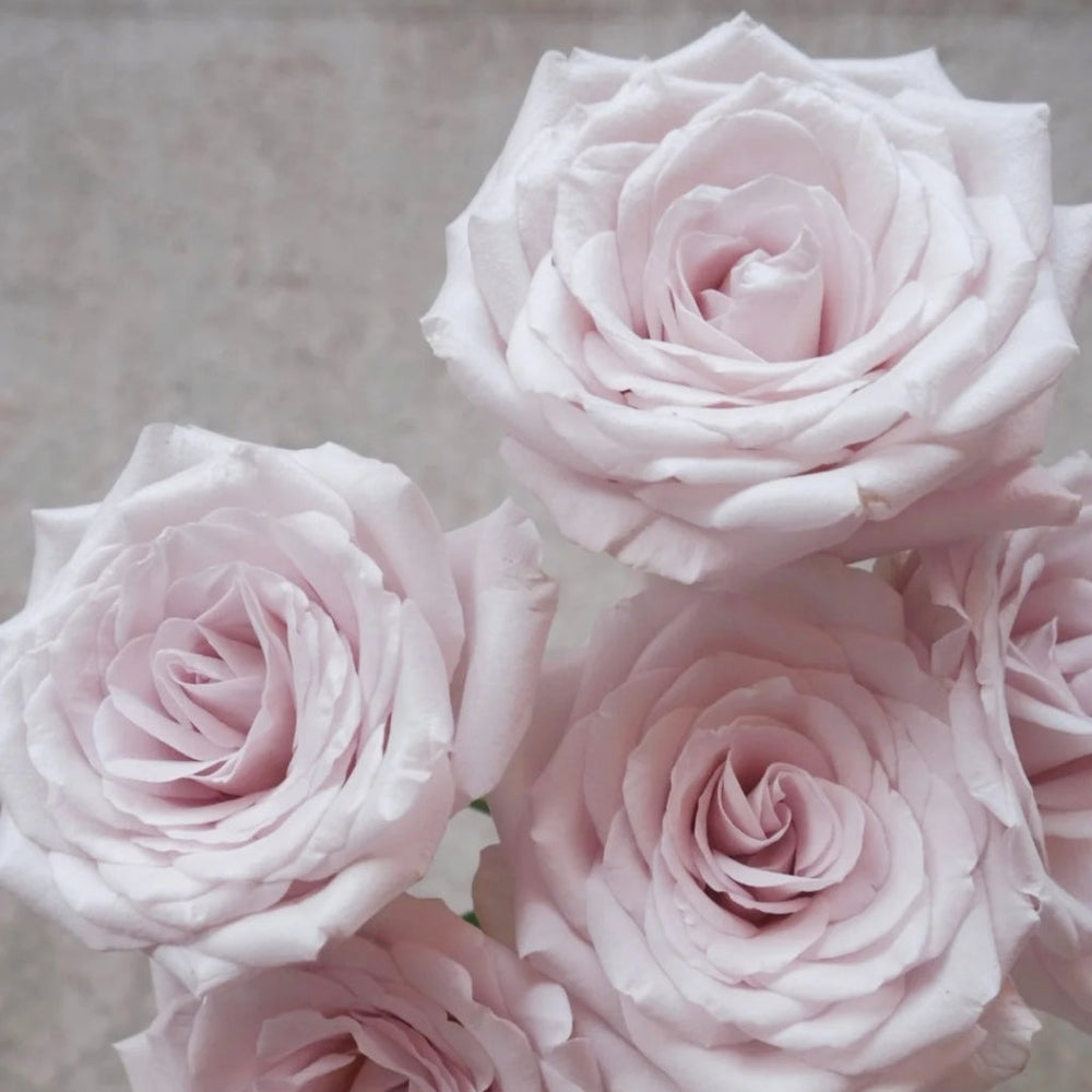 La Vida Loca Rose