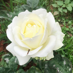 Lady Lindsey Rose