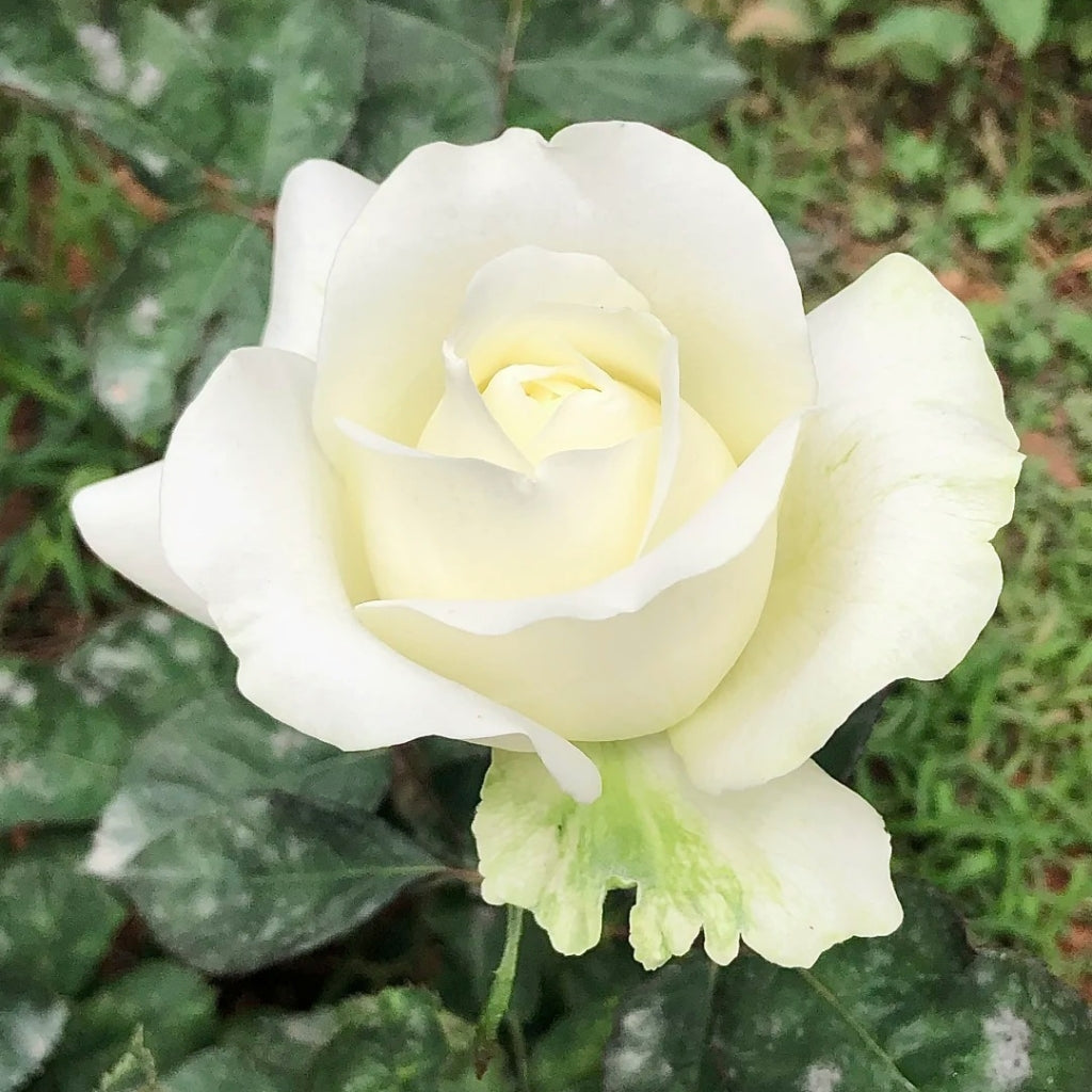 Lady Lindsey Rose