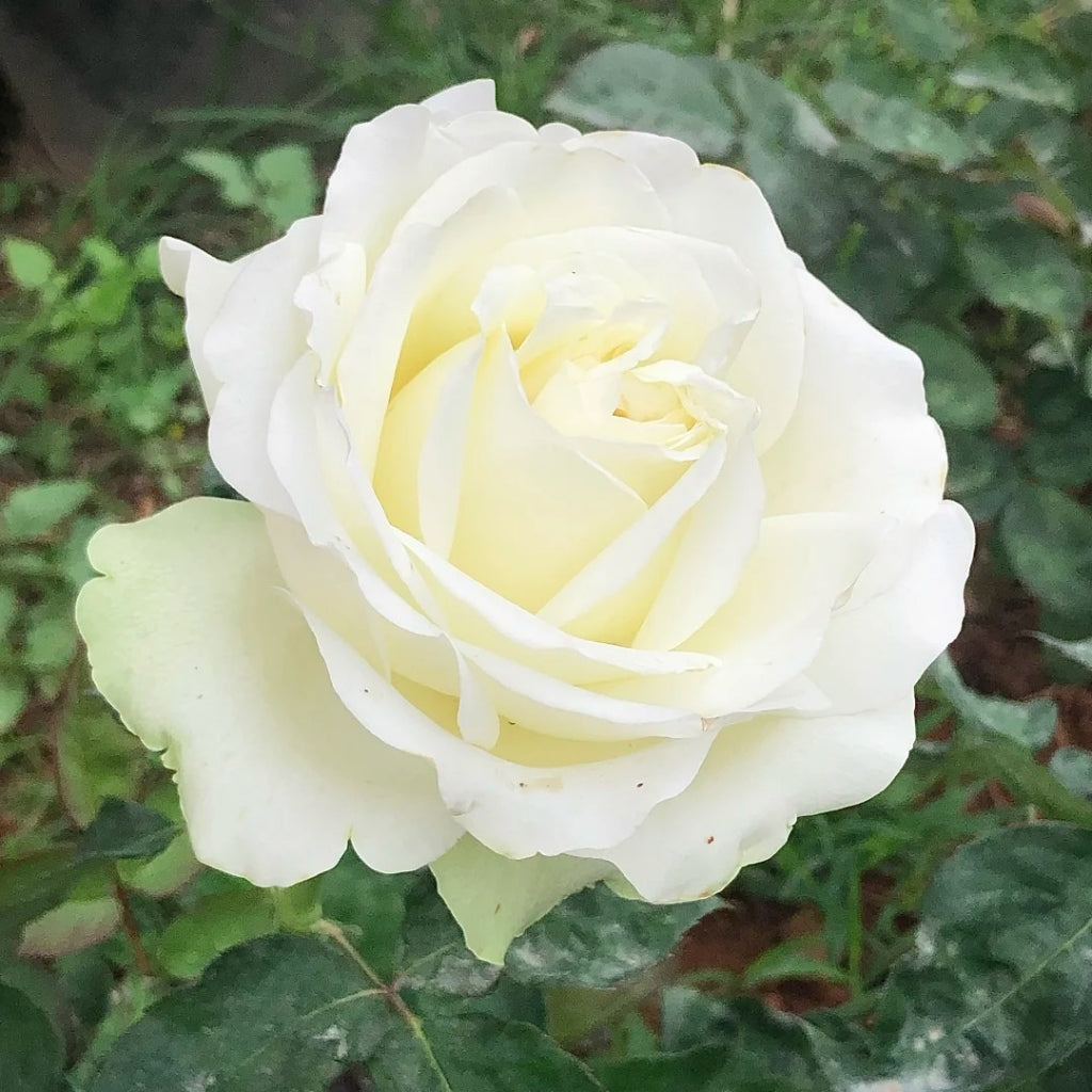 Lady Lindsey Rose