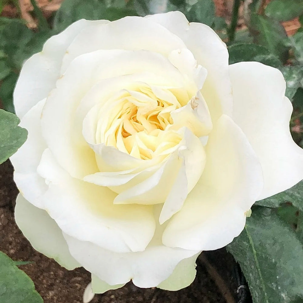 Lady Lindsey Rose