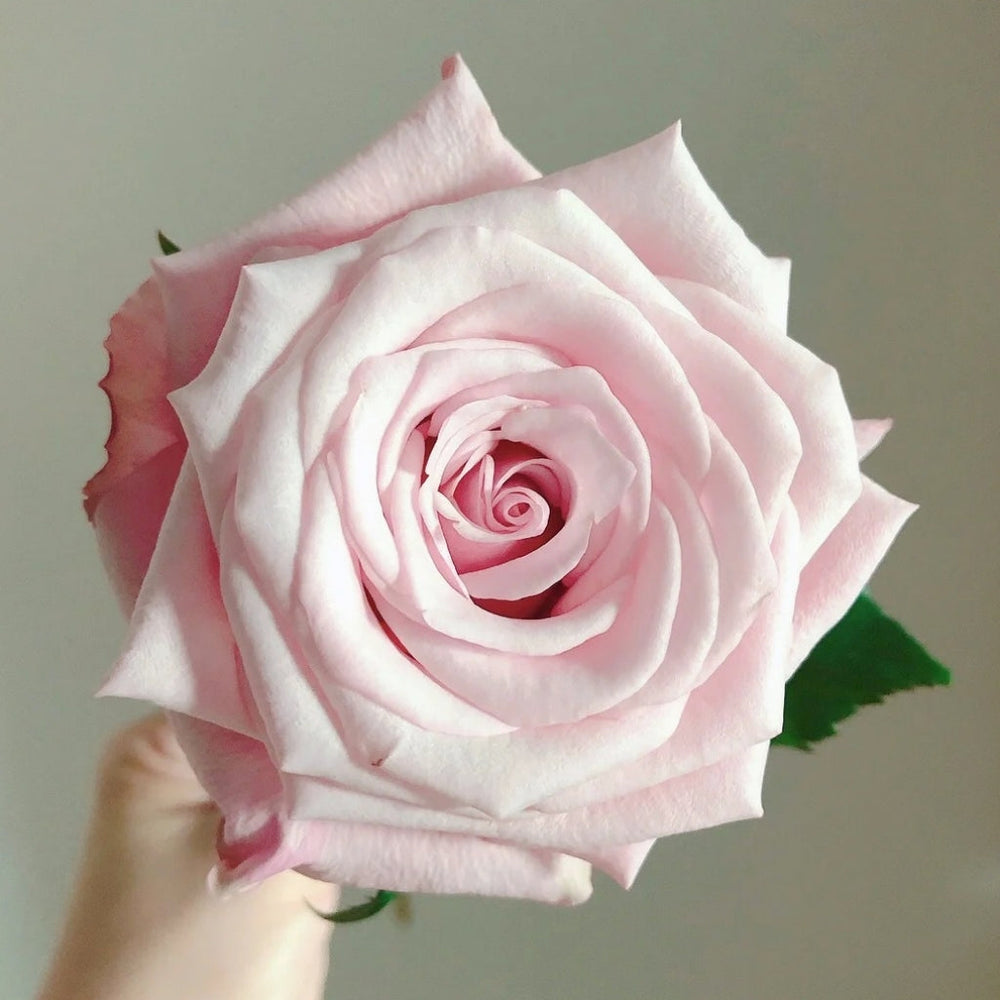 Lady Raphaela Rose