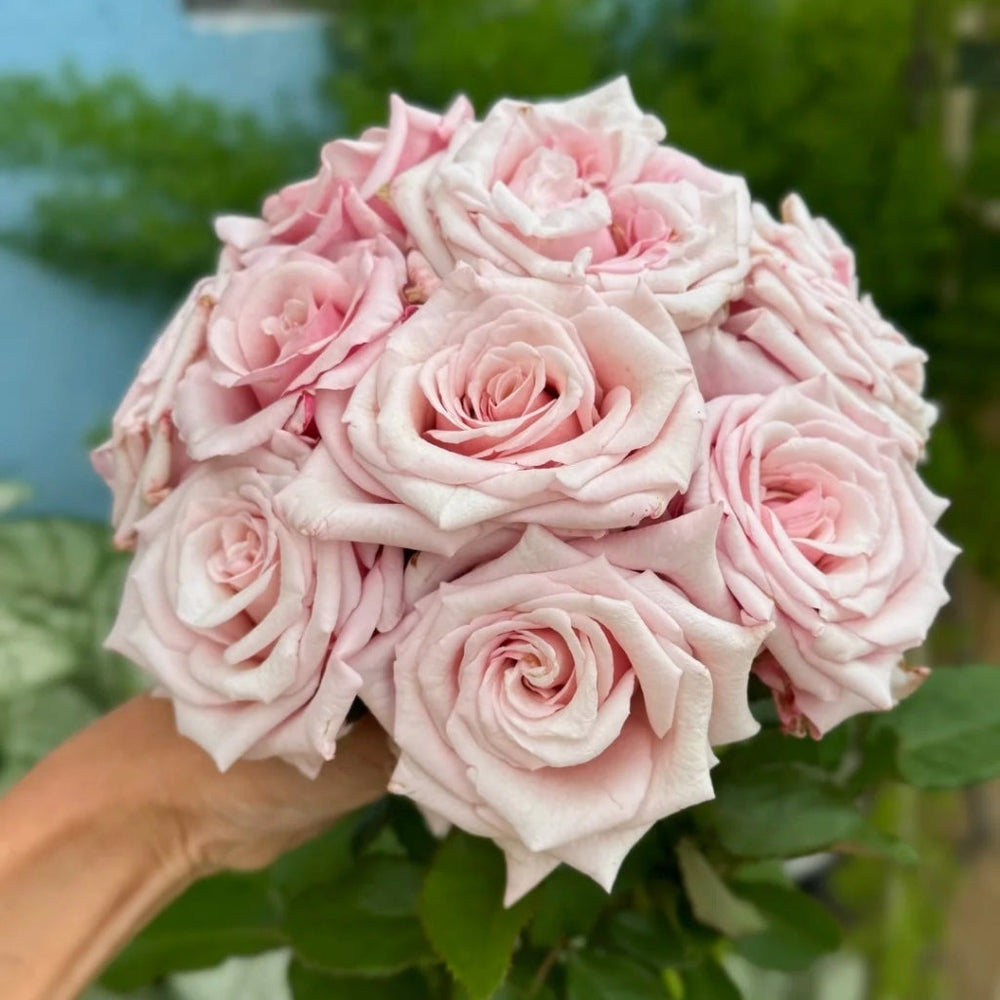 Lady Raphaela Rose
