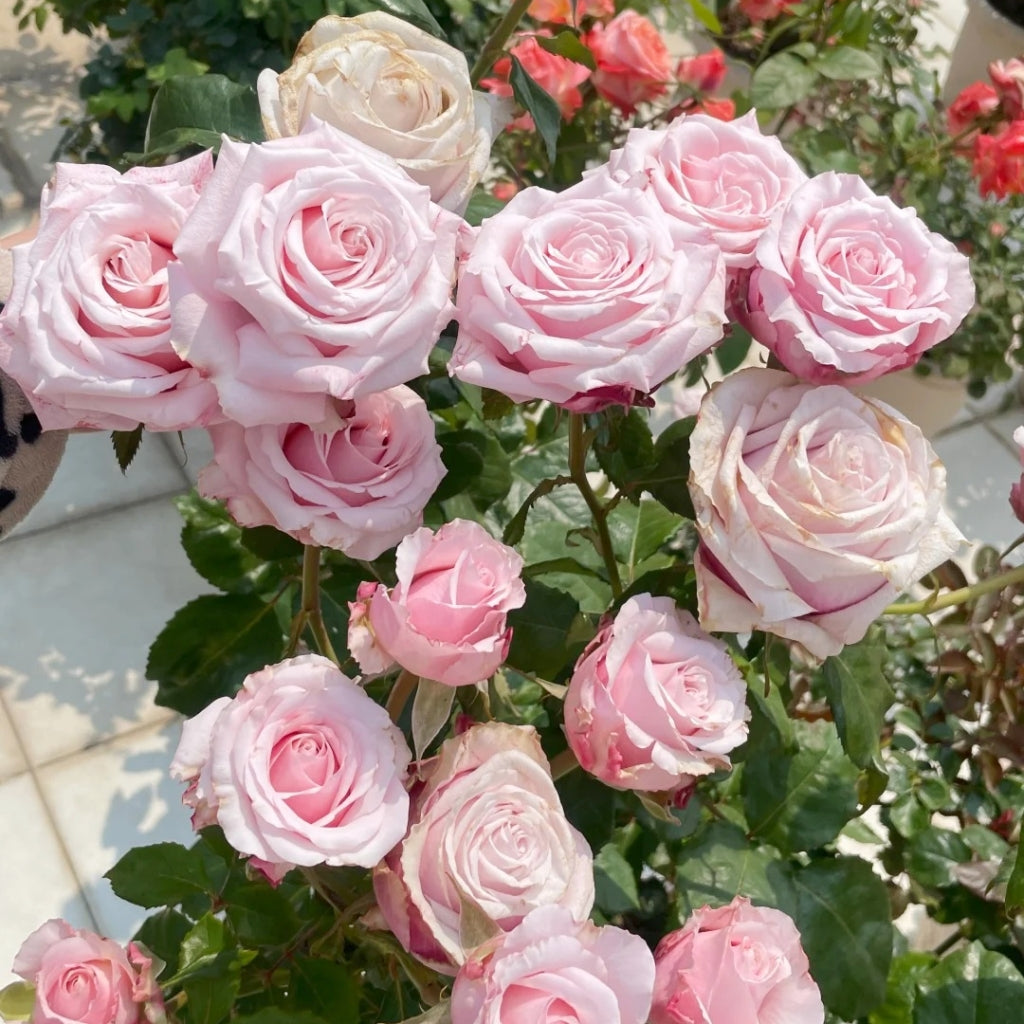 Roses By Raphael Lady Raphaela Rose – Muse Roses
