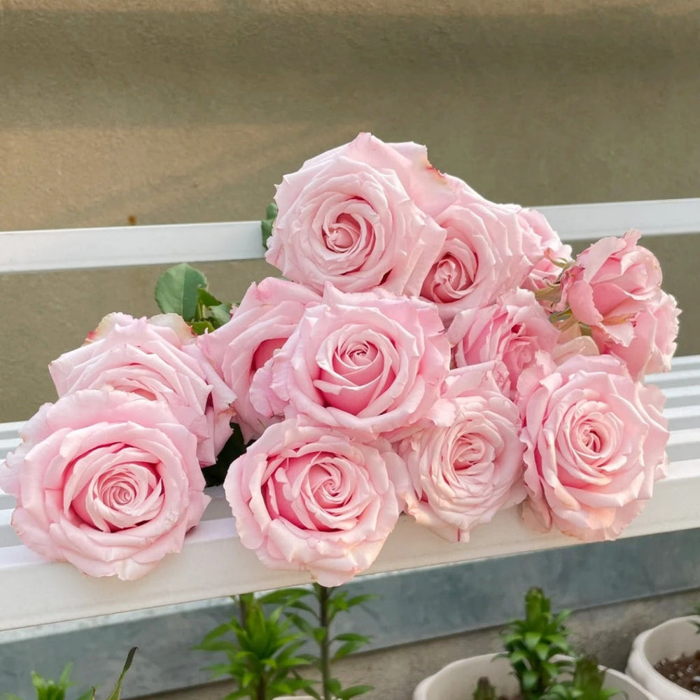 Lady Raphaela Rose
