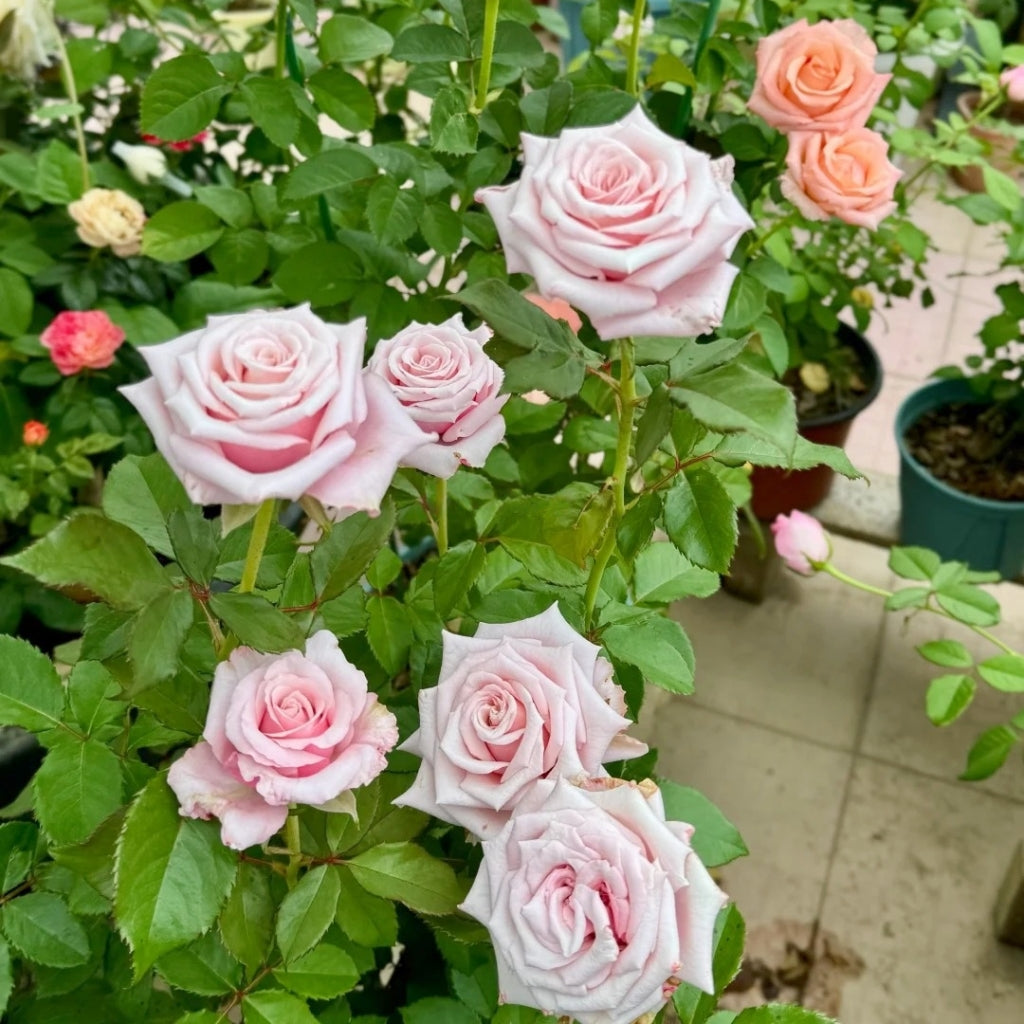 Roses By Raphael Lady Raphaela Rose – Muse Roses