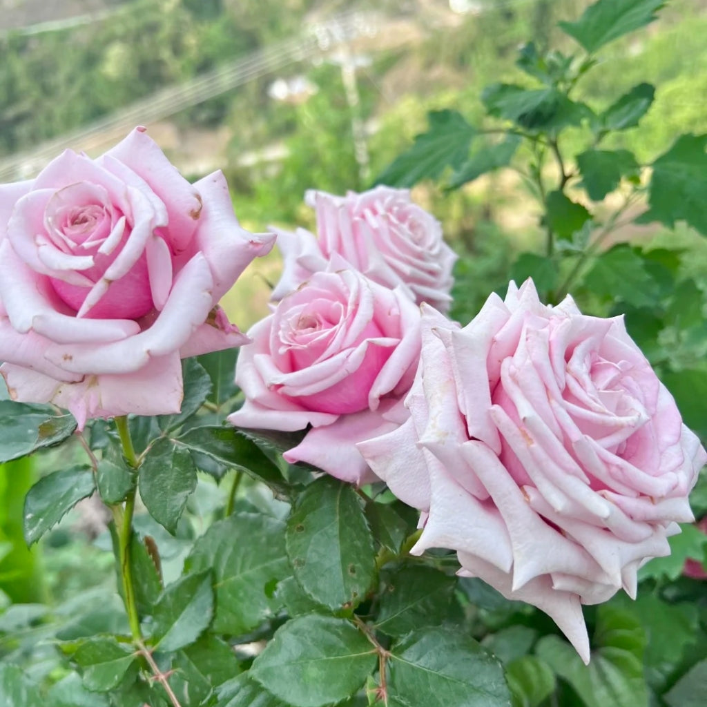 Roses By Raphael Lady Raphaela Rose – Muse Roses