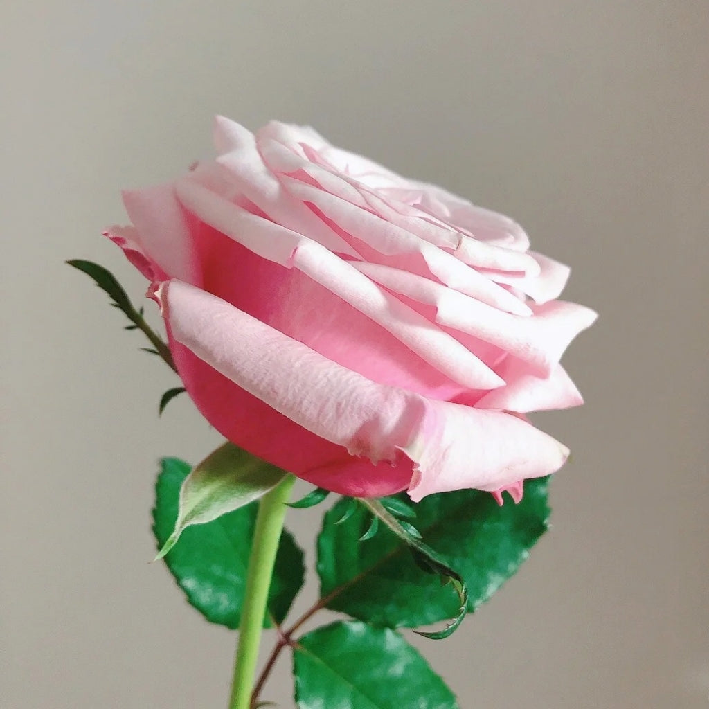 Roses By Raphael Lady Raphaela Rose – Muse Roses