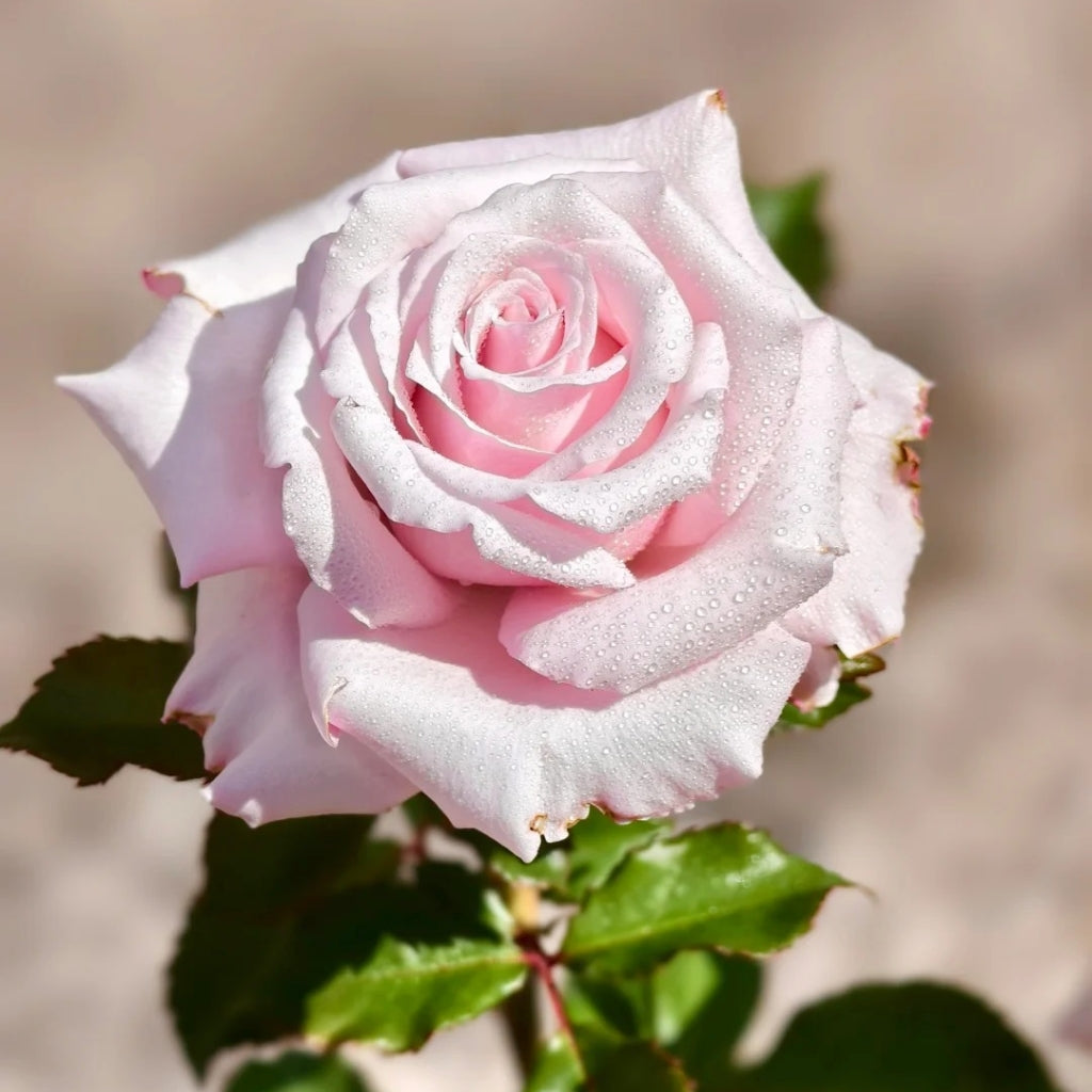 Roses By Raphael Lady Raphaela Rose – Muse Roses