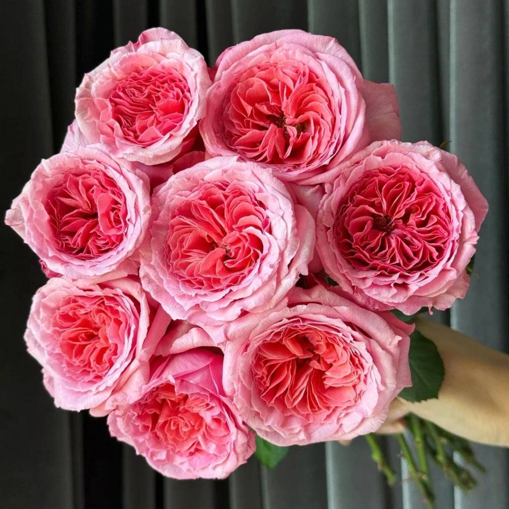 Laurent Cabrol Rose