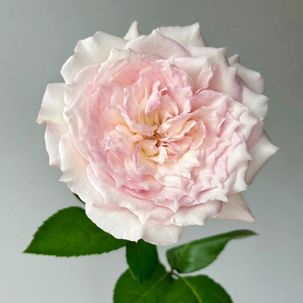 Le Rire Rose