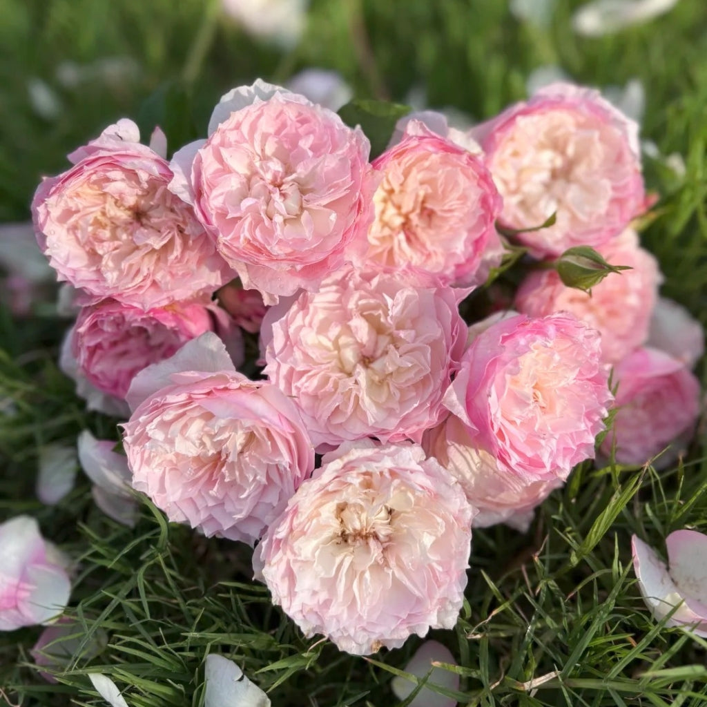 Le Rire Rose