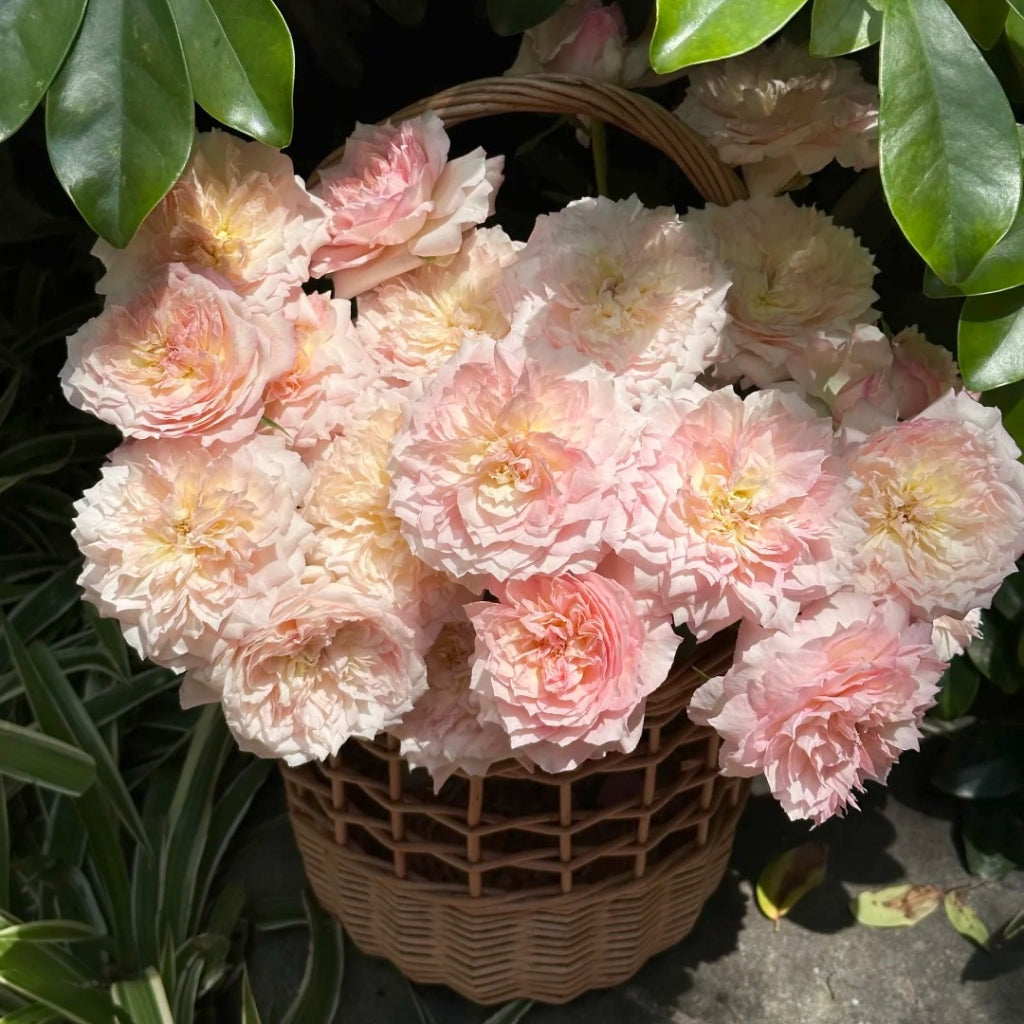 Le Rire Rose
