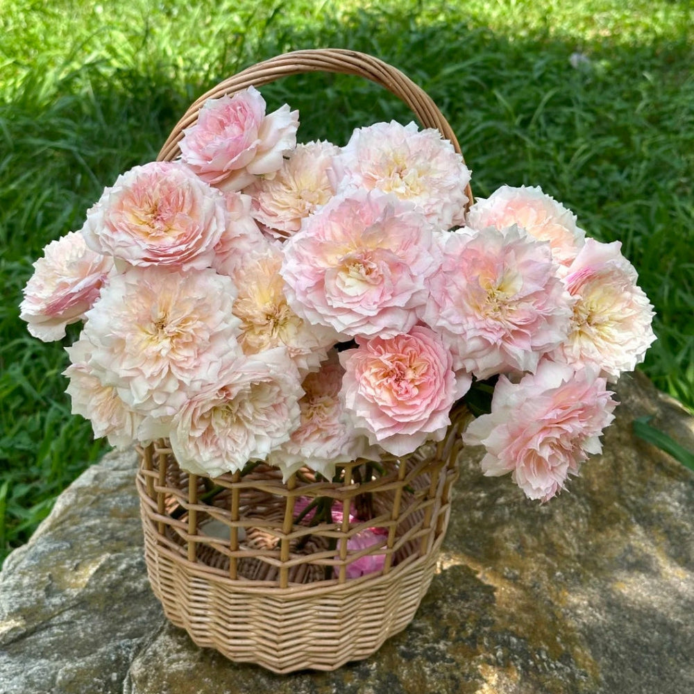 Le Rire Rose