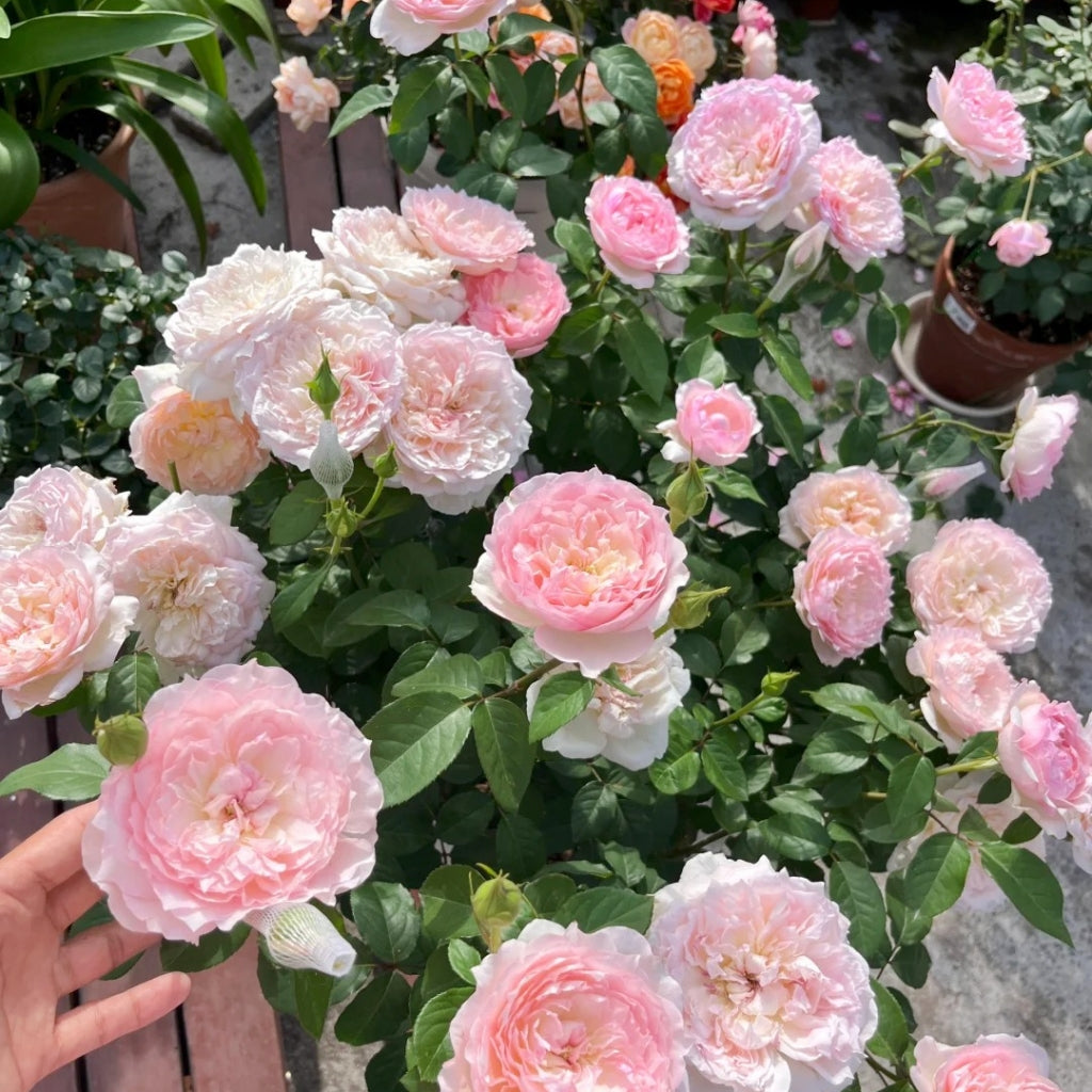 Le Rire Rose