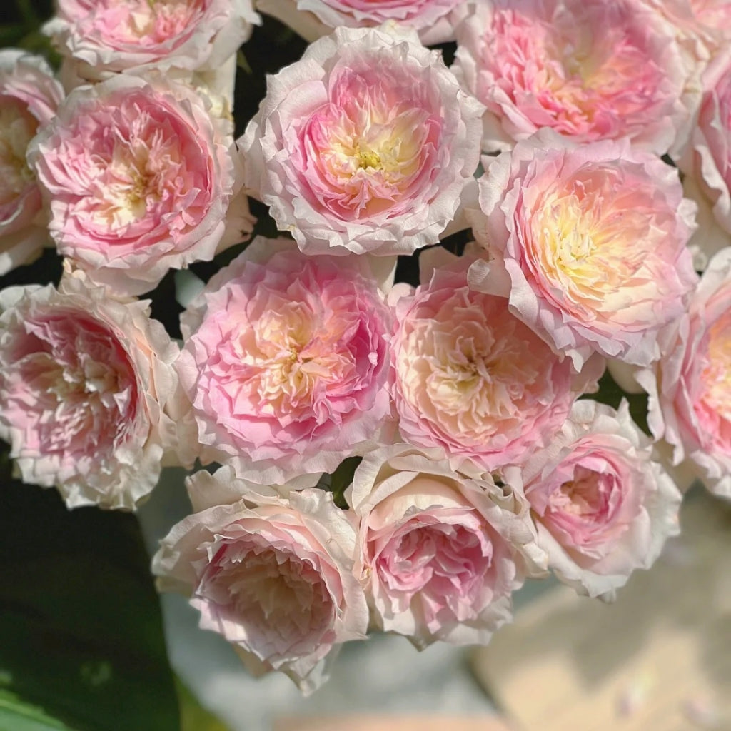 Le Rire Rose