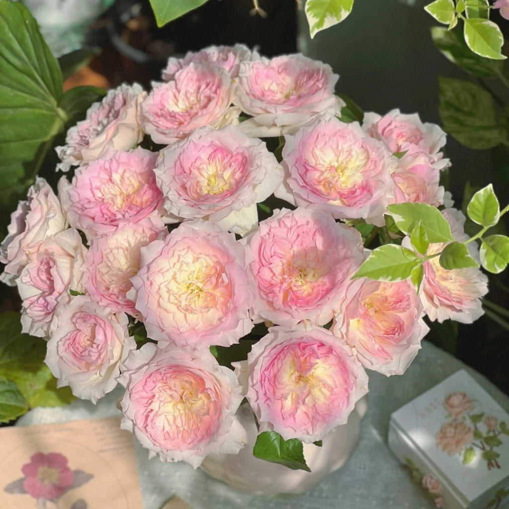 Le Rire Rose
