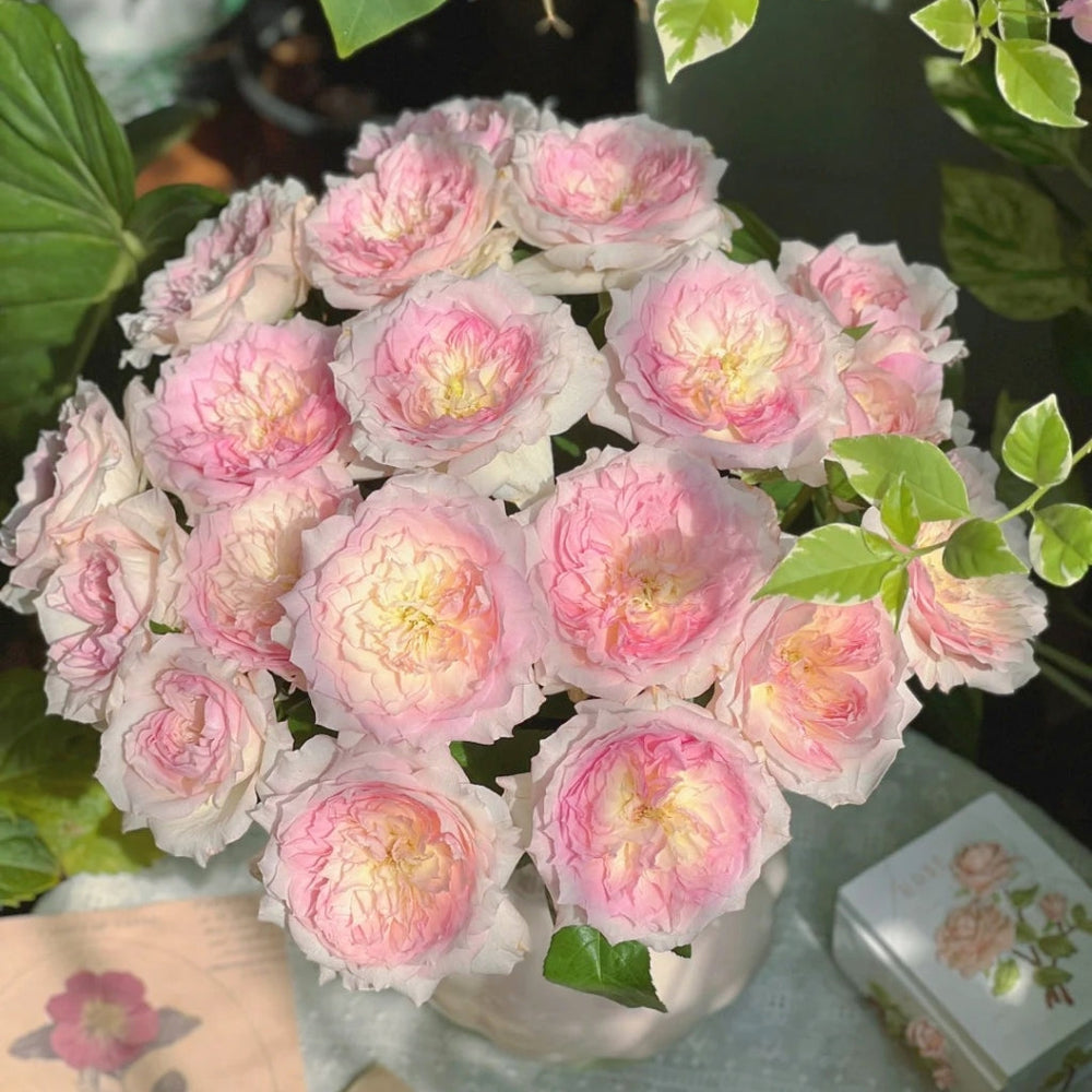 Le Rire Rose