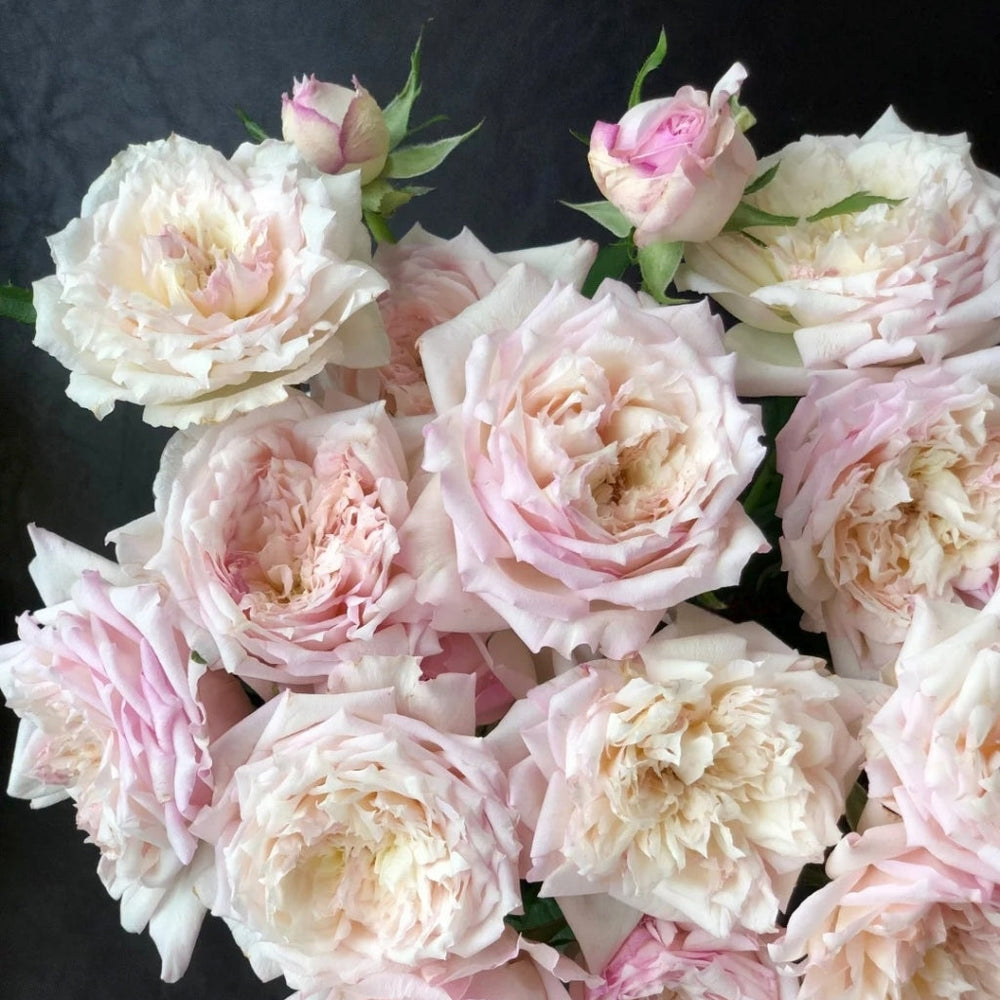 Le Rire Rose