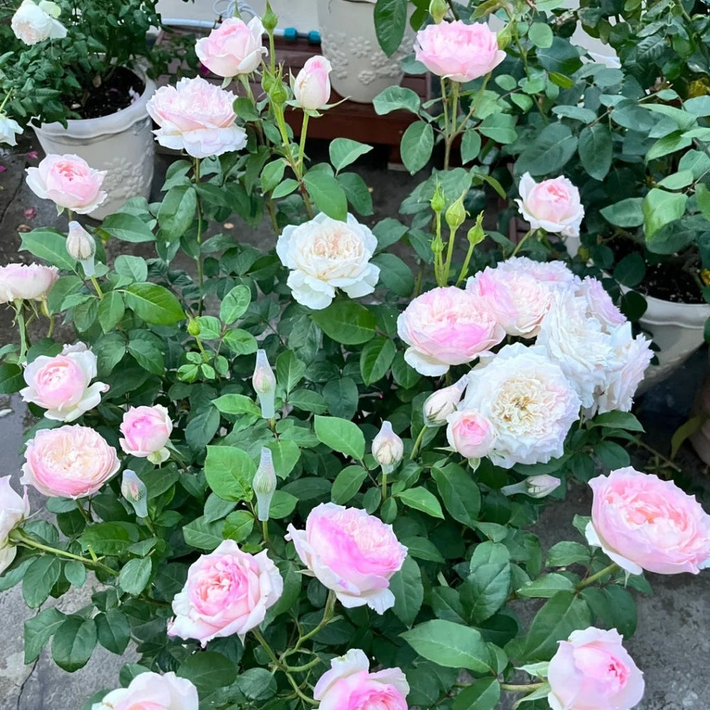 Le Rire Rose