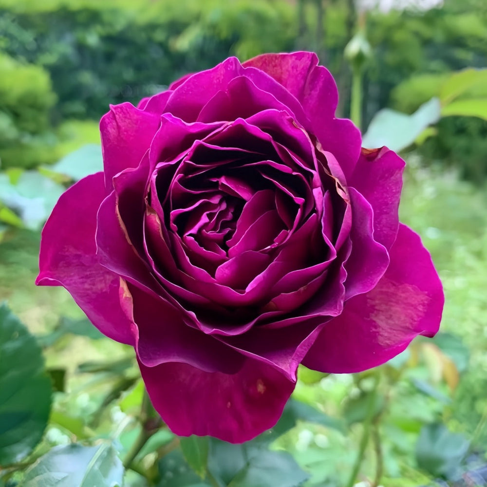 Le Temps Des Cerises Rose