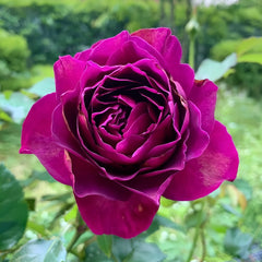 Le Temps Des Cerises Rose
