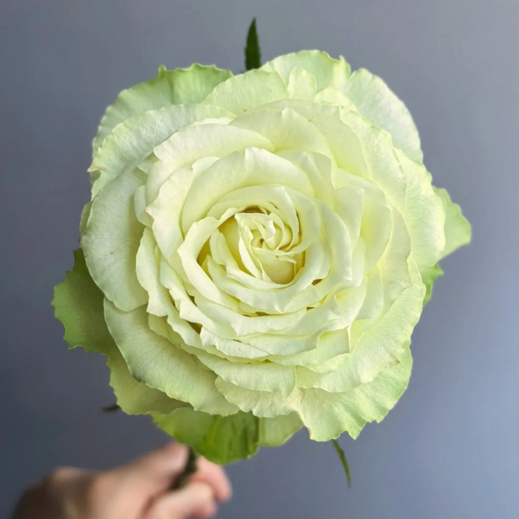 Lemonade Rose