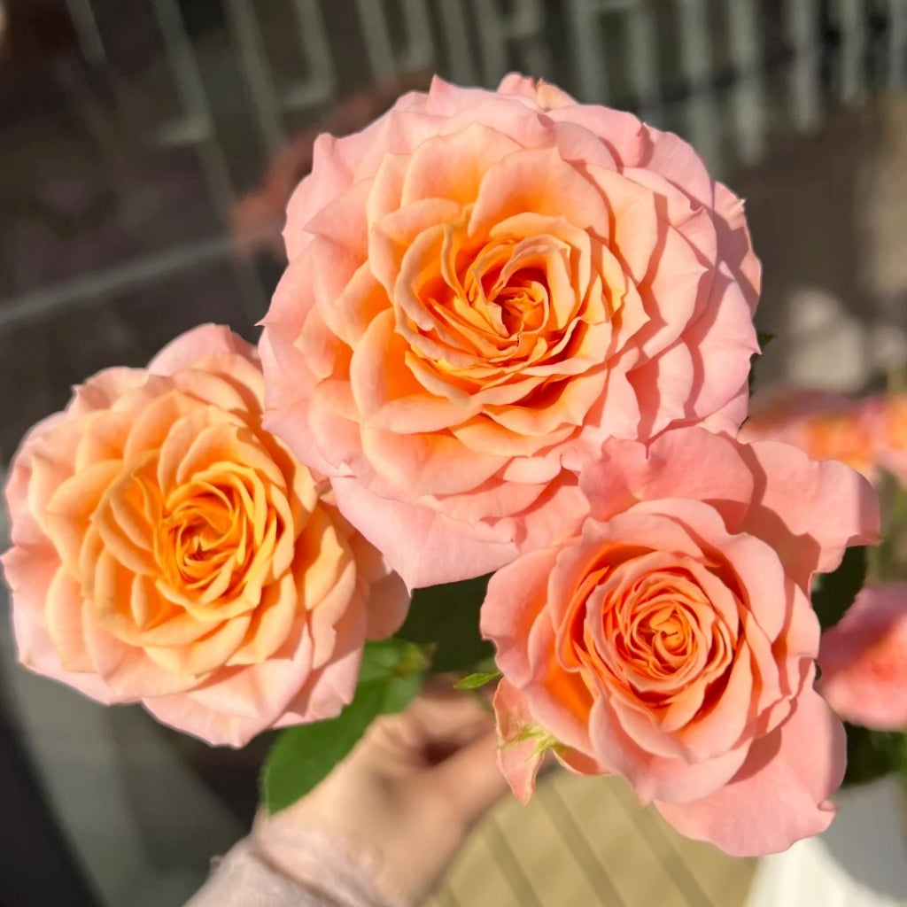 Light Shadow Rose
