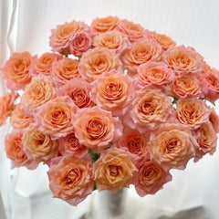 Light Shadow Rose
