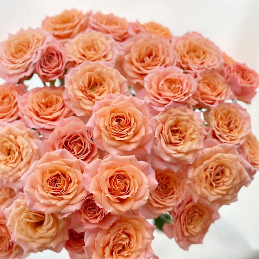 Light Shadow Rose