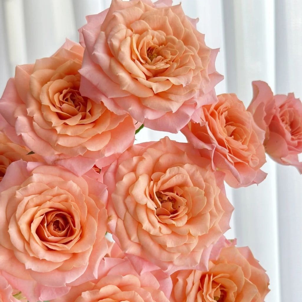 Light Shadow Rose