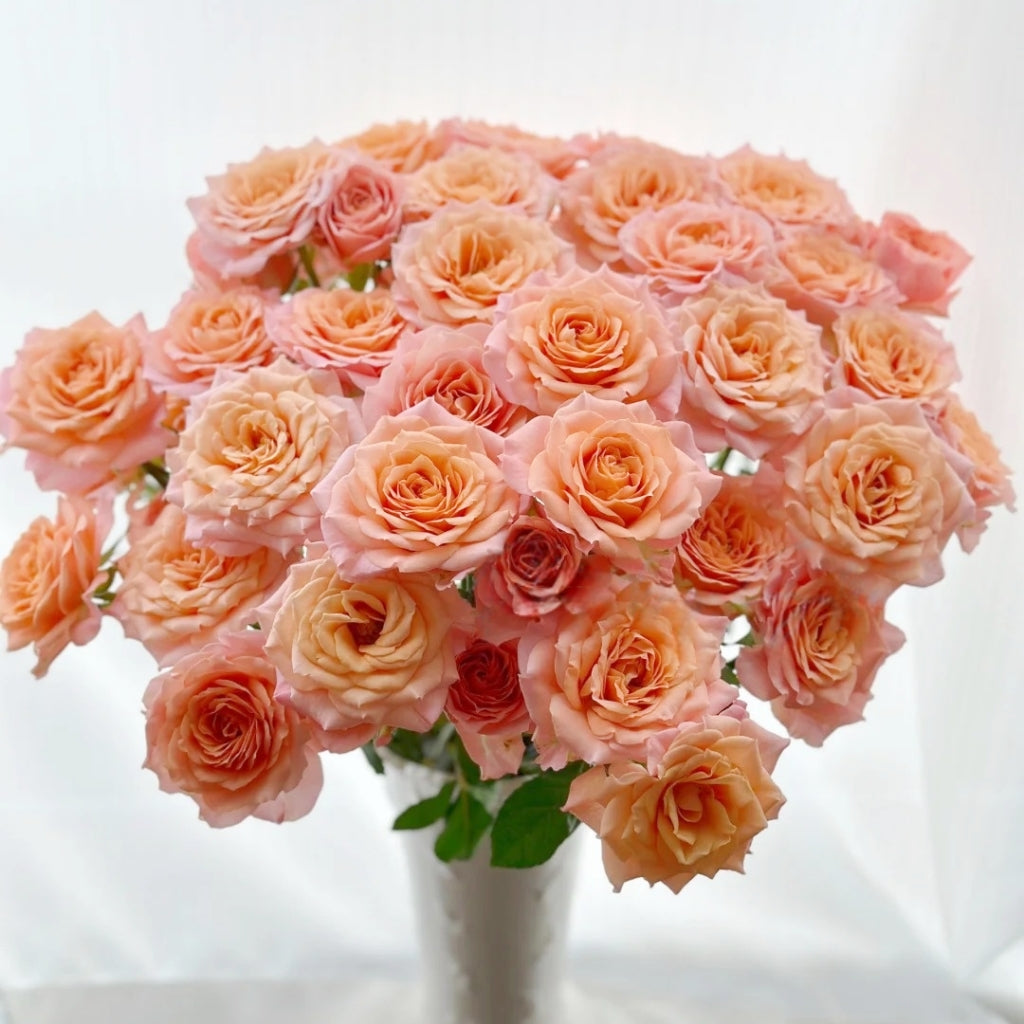 Light Shadow Rose