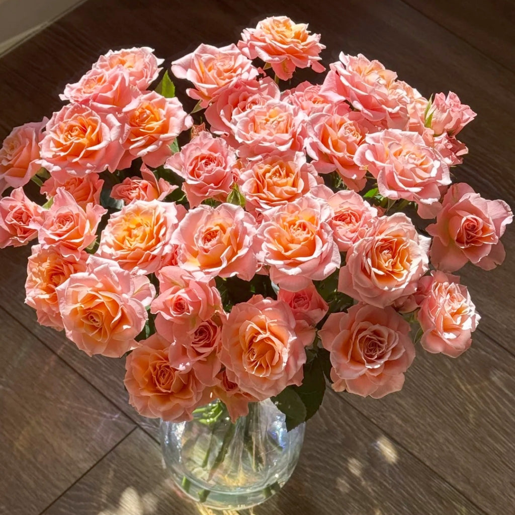 Light Shadow Rose