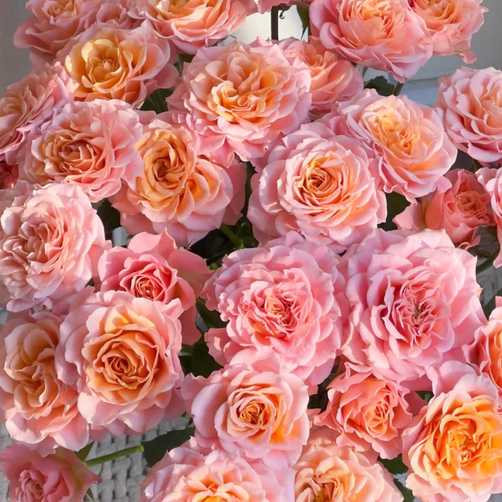 Light Shadow Rose